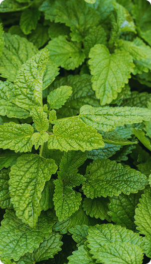 lemon balm ingredient