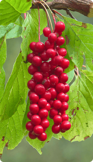 schisandra berry ingredient